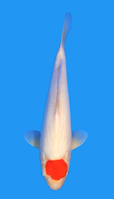 Tancho Kohaku