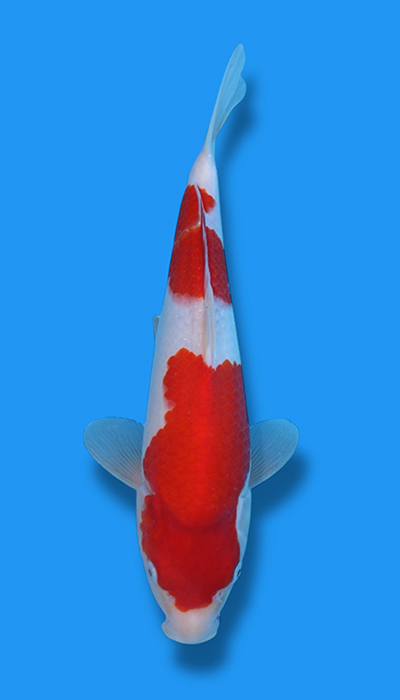 Kohaku