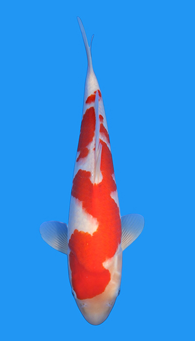 Kohaku