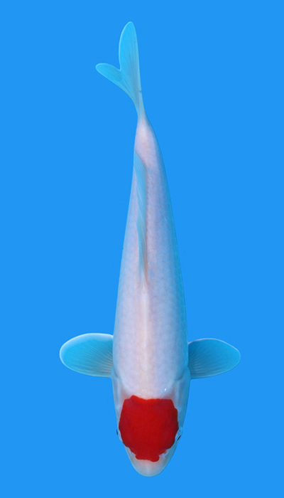 tancho