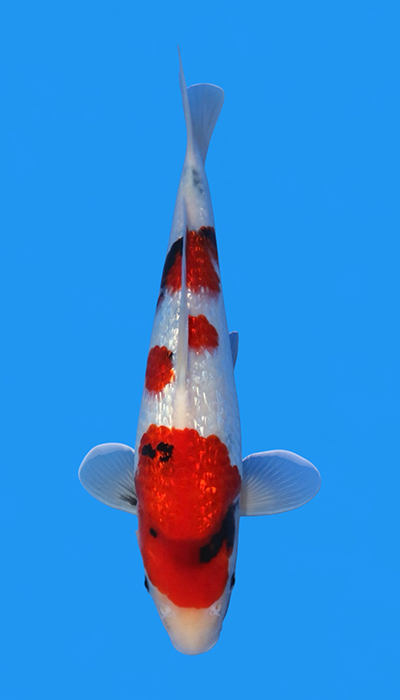 Ogata Koi