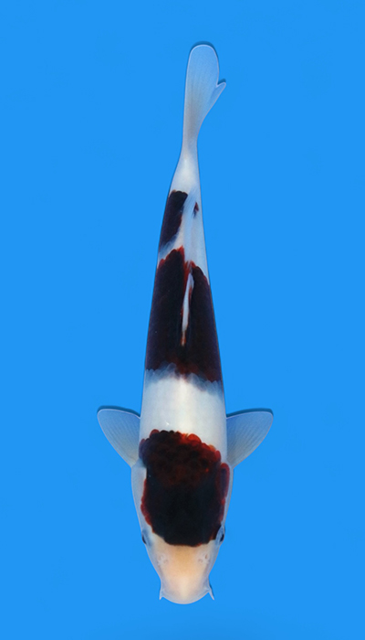 Budo Goromo