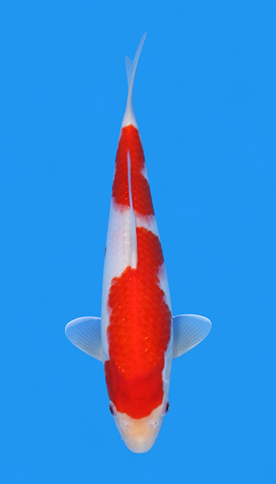 Kohaku