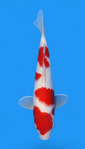 Kohaku