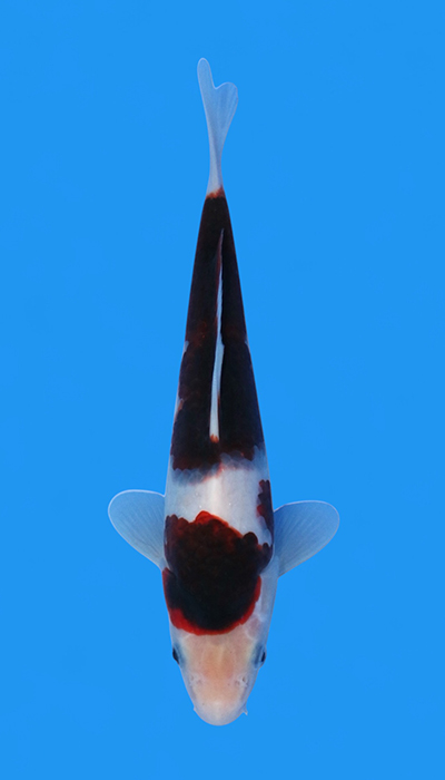 Budo Goromo