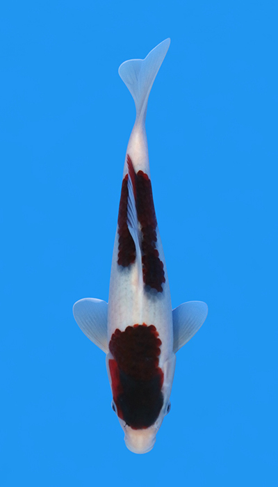 Budo Goromo