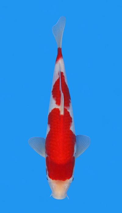Kohaku