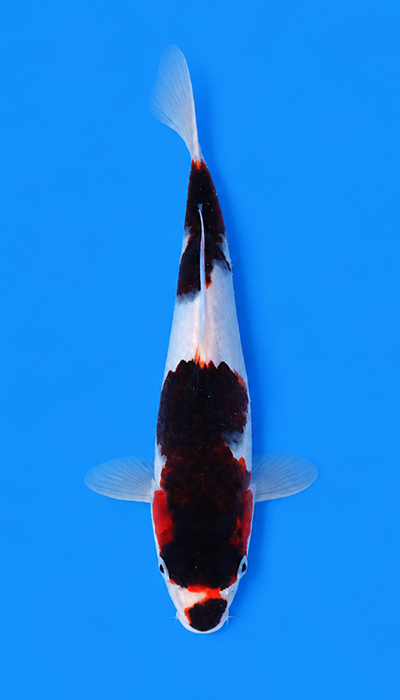 Budo Goromo