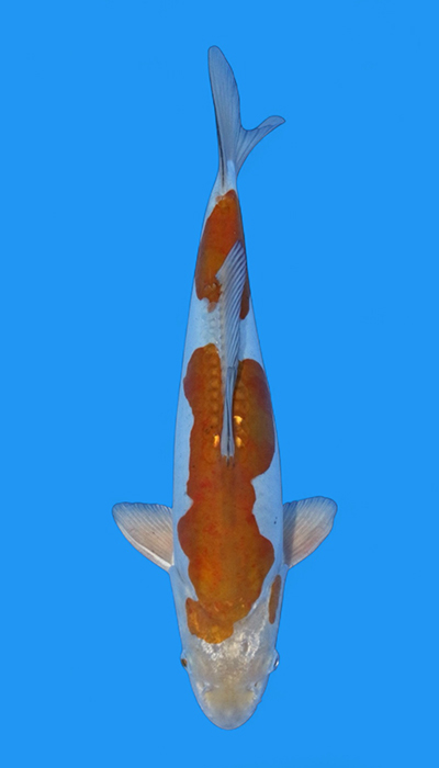 doitsu ochiba