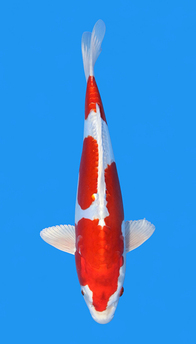 Ki-Kisui