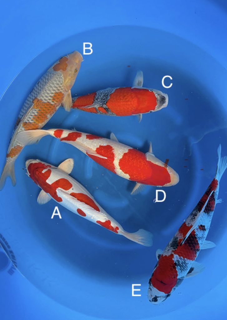 Kanno Koi